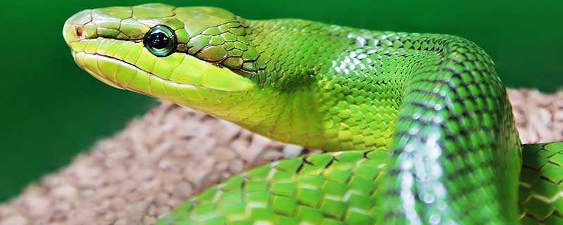 女人梦见被蛇咬到脖子什么意思 女人梦见被蛇咬到脖子预示什么