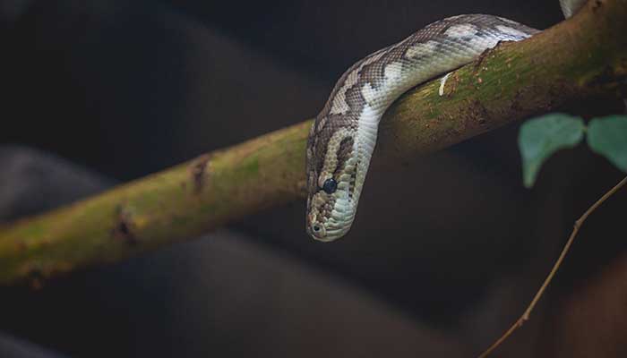 女人梦见被蛇咬到脖子什么意思 女人梦见被蛇咬到脖子预示什么