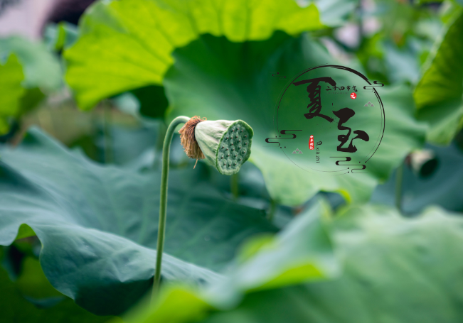 形容夏至的优美诗词 描写夏至节气的古诗词