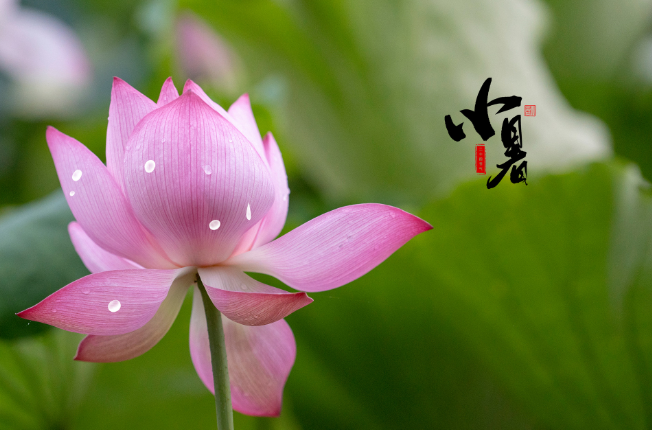 2022年小暑时间几点几分几秒 2022小暑是哪一天的什么时候