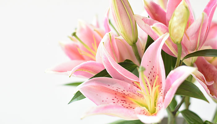 中秋节送什么花 中秋送花有讲究吗