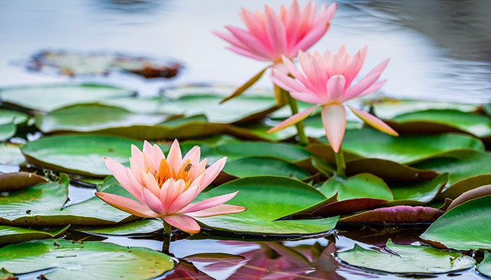 2021新浜荷花节什么时候 新浜荷花节2021年什么时候开始