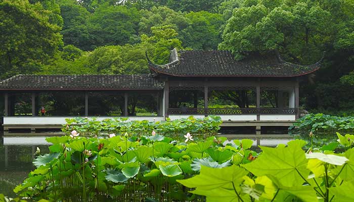 2021新浜荷花节什么时候 新浜荷花节2021年什么时候开始
