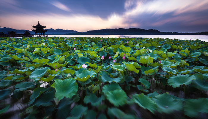 2021淮阳荷花节什么时候开始 淮阳荷花节是最佳观赏时间