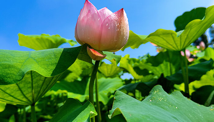 2021淮阳荷花节什么时候开始 淮阳荷花节是最佳观赏时间