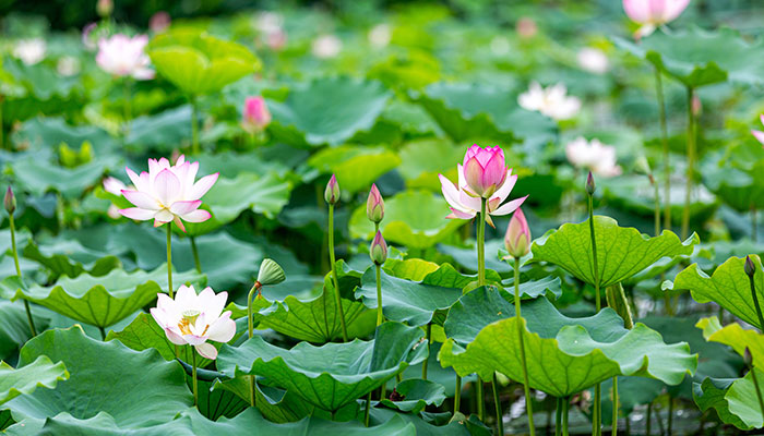 2021丹山荷花节什么时候开始 丹山荷花节最佳观赏时间