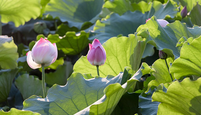 2021丹山荷花节什么时候开始 丹山荷花节最佳观赏时间