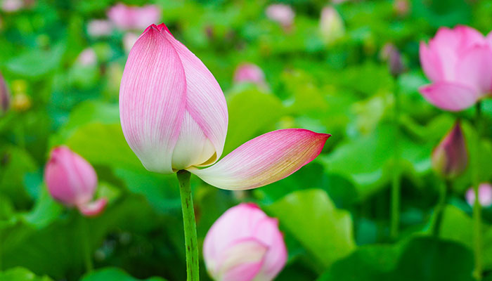 2021丹山荷花节什么时候开始 丹山荷花节最佳观赏时间