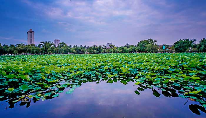 2021昆明大观楼荷花节是什么时候 昆明大观楼荷花节最佳观赏时间