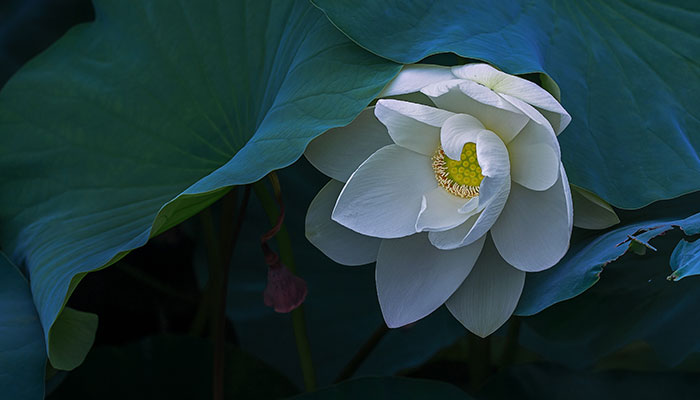 2021微山湖荷花盛开时间 今年微山湖荷花节什么时候