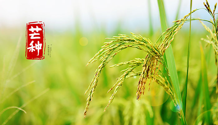 2021芒种是几月几号几点几分几秒 芒种是每年的几月几日