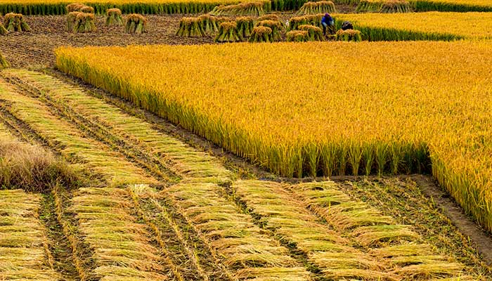 2021芒种是几月几号几点几分几秒 芒种是每年的几月几日