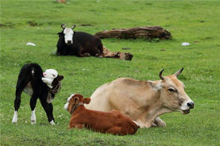 梦到好多牛是什么意思 梦到好多牛是什么预兆