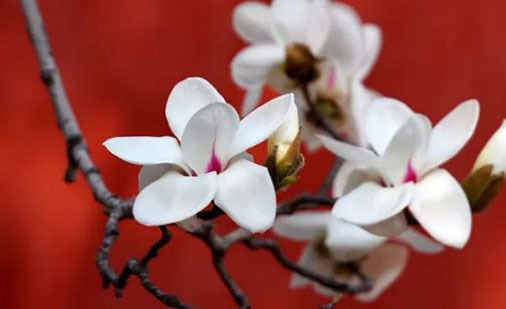 88年属龙人34岁后运程