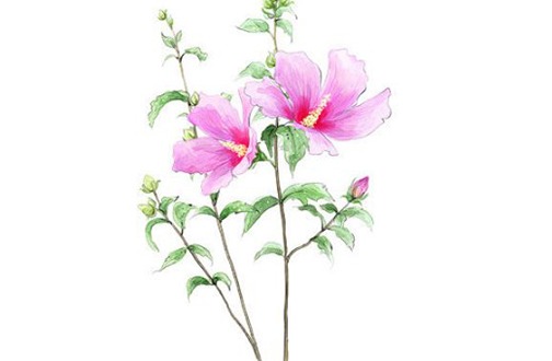 属虎本命年佩戴什么吉祥物