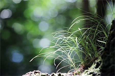 属虎2022年7月出行黄道吉日查询表