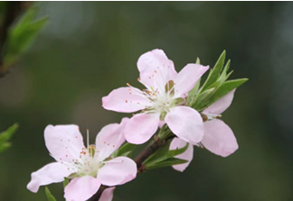 十二生肖春肖是哪几肖