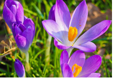 2023年10月10日生肖虎运势