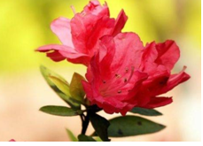 2023年11月25生猪运势