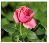 2024年1月9日摩羯座运势