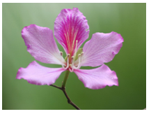 2024年1月19日生肖猪运势