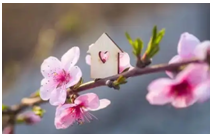 2024年2月5日生肖猪运势