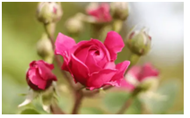 2024年2月6日生肖猪运势