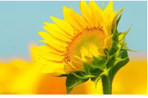 2024年2月9日处女座运势