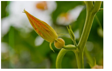 2024年2月20日生肖猪运势