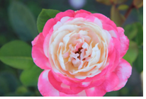 2024年3月1日处女座运势