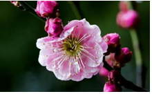 2024年3月8日生肖马运势