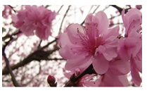 2024年4月11日生肖狗运势
