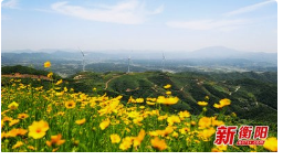 2024年5月17日生肖狗运势