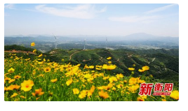 2024年5月22日生肖猪运势
